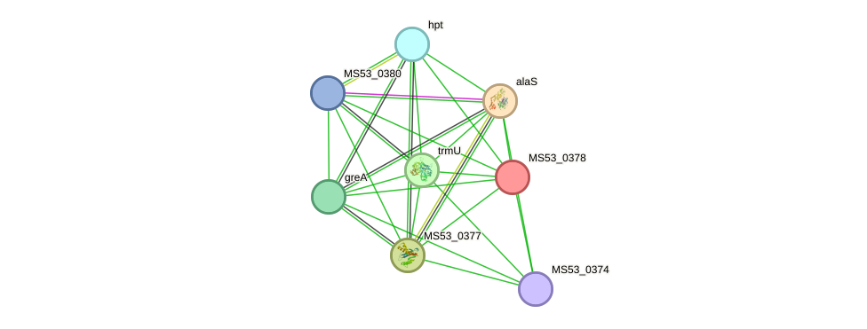 STRING protein interaction network