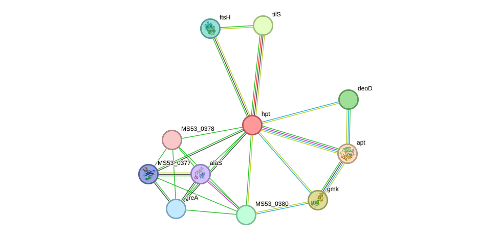 STRING protein interaction network