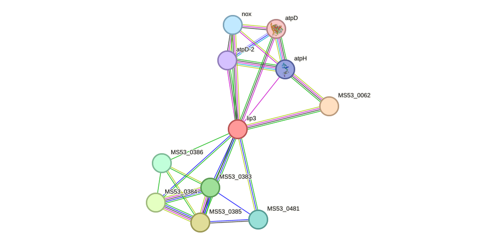 STRING protein interaction network