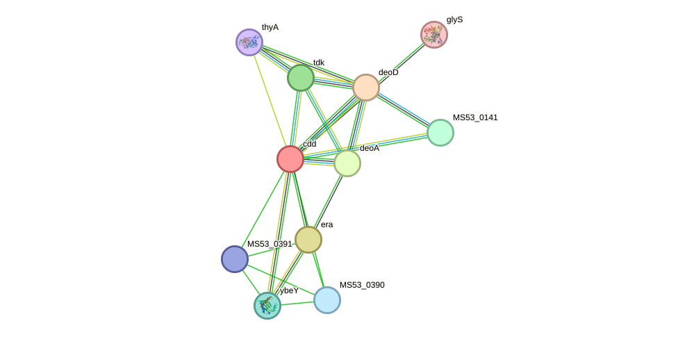 STRING protein interaction network
