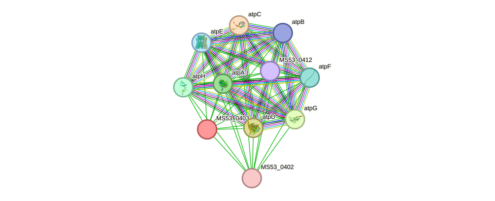 STRING protein interaction network