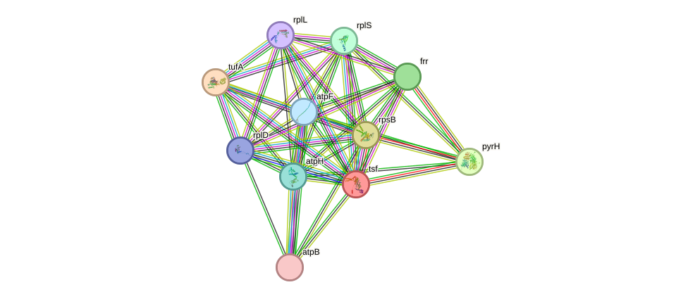 STRING protein interaction network