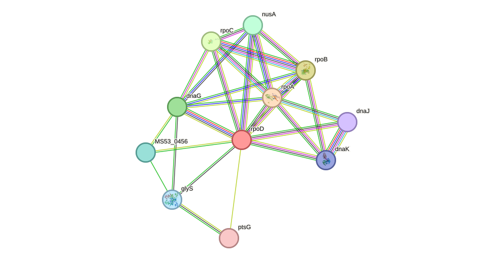 STRING protein interaction network