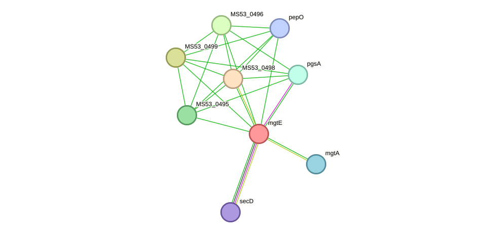 STRING protein interaction network