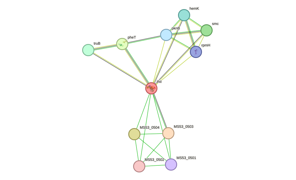 STRING protein interaction network