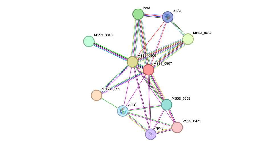 STRING protein interaction network