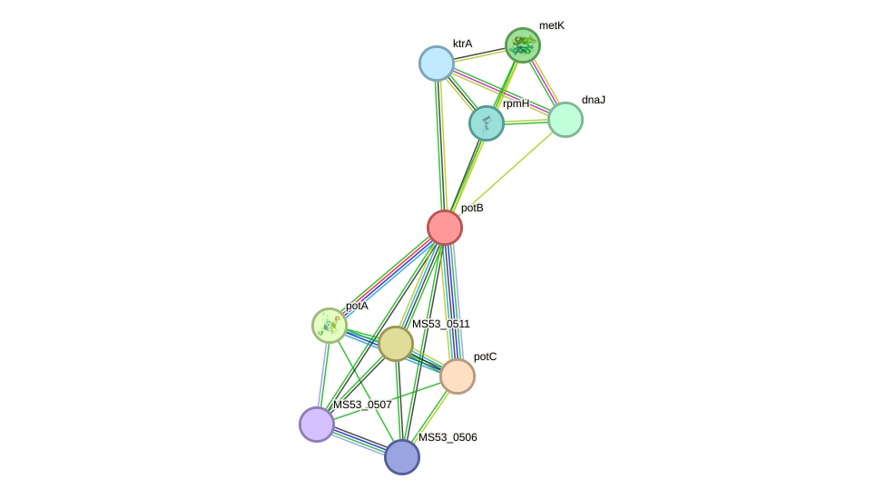STRING protein interaction network