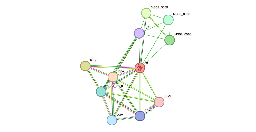 STRING protein interaction network
