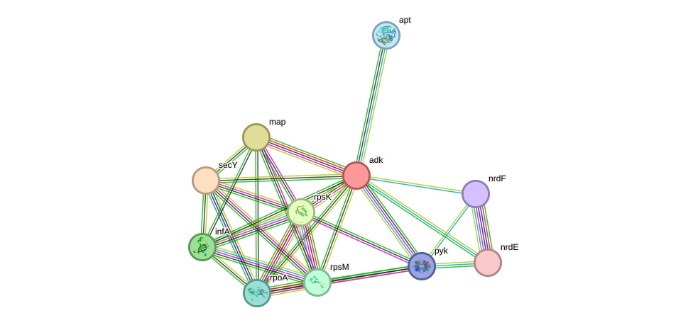 STRING protein interaction network