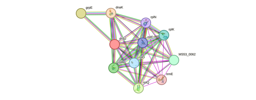 STRING protein interaction network
