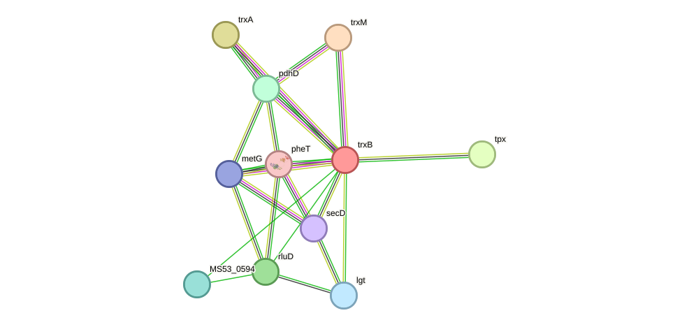 STRING protein interaction network