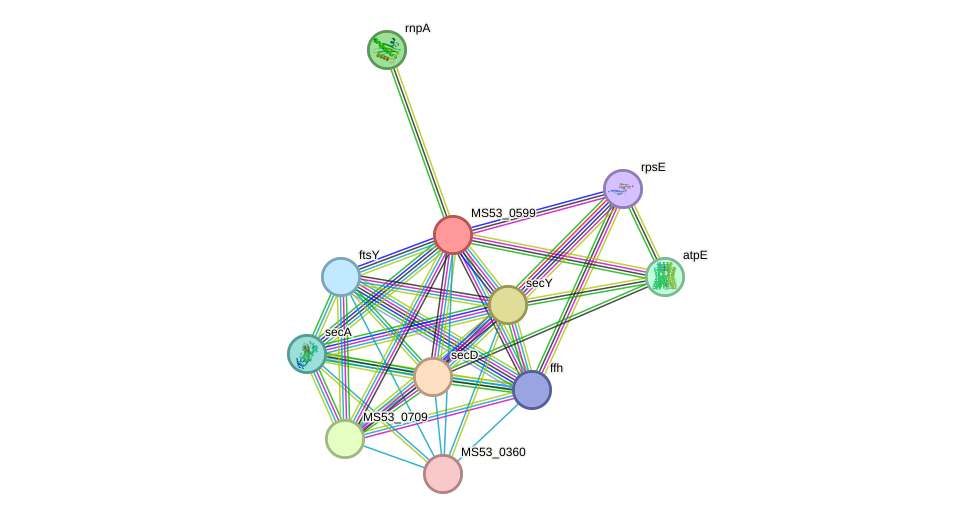 STRING protein interaction network