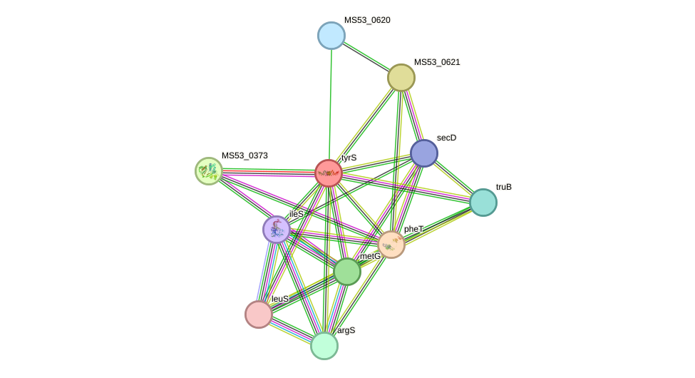 STRING protein interaction network