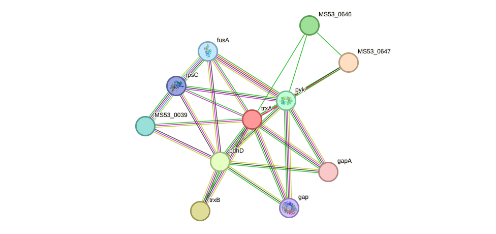 STRING protein interaction network
