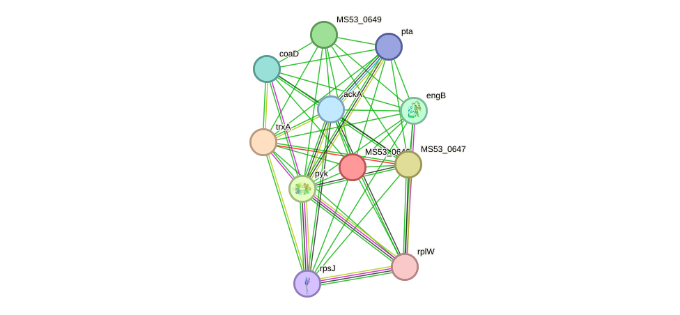 STRING protein interaction network