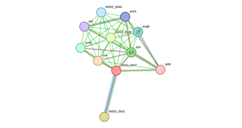 STRING protein interaction network