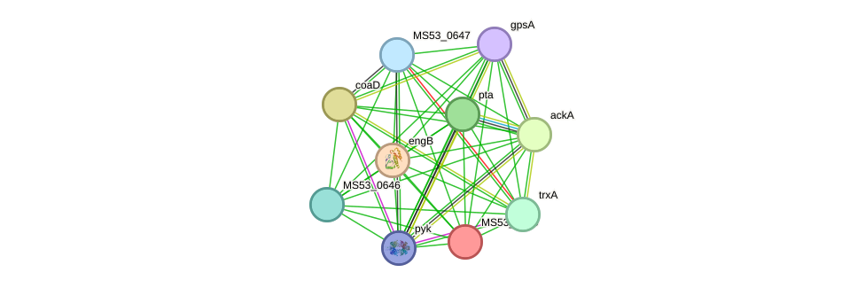 STRING protein interaction network