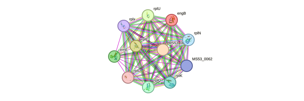 STRING protein interaction network