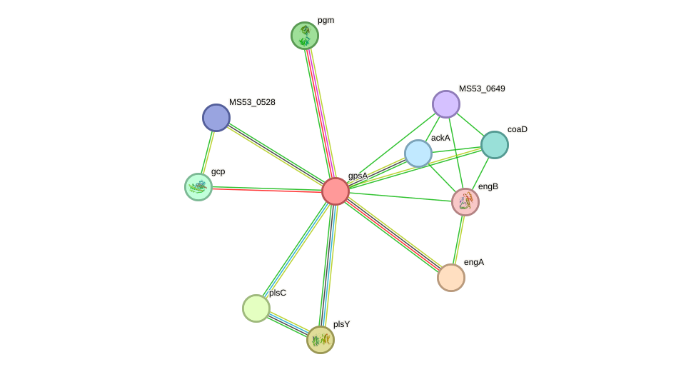 STRING protein interaction network