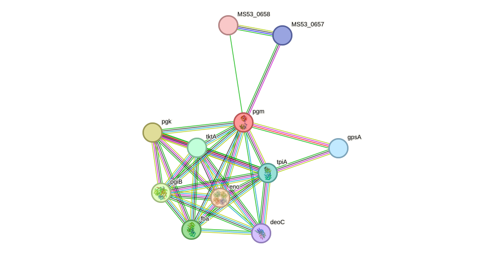 STRING protein interaction network