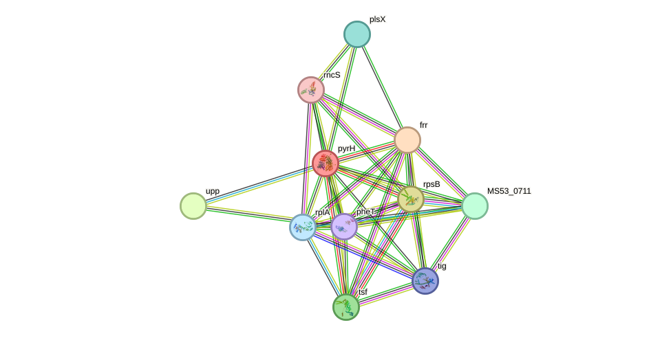 STRING protein interaction network