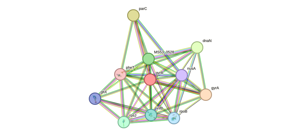 STRING protein interaction network