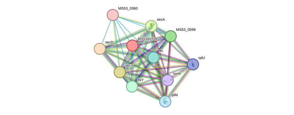 STRING protein interaction network