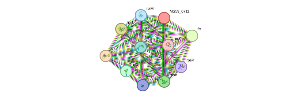 STRING protein interaction network