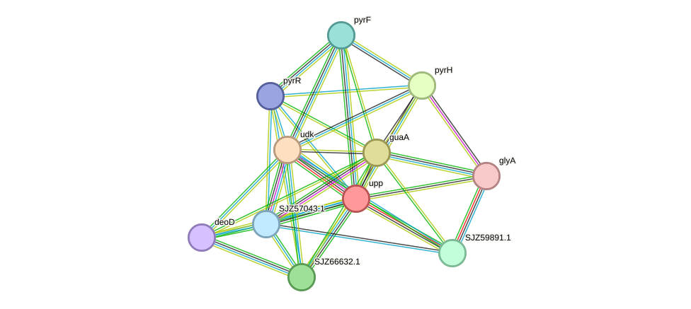 STRING protein interaction network