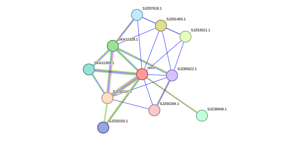 STRING protein interaction network