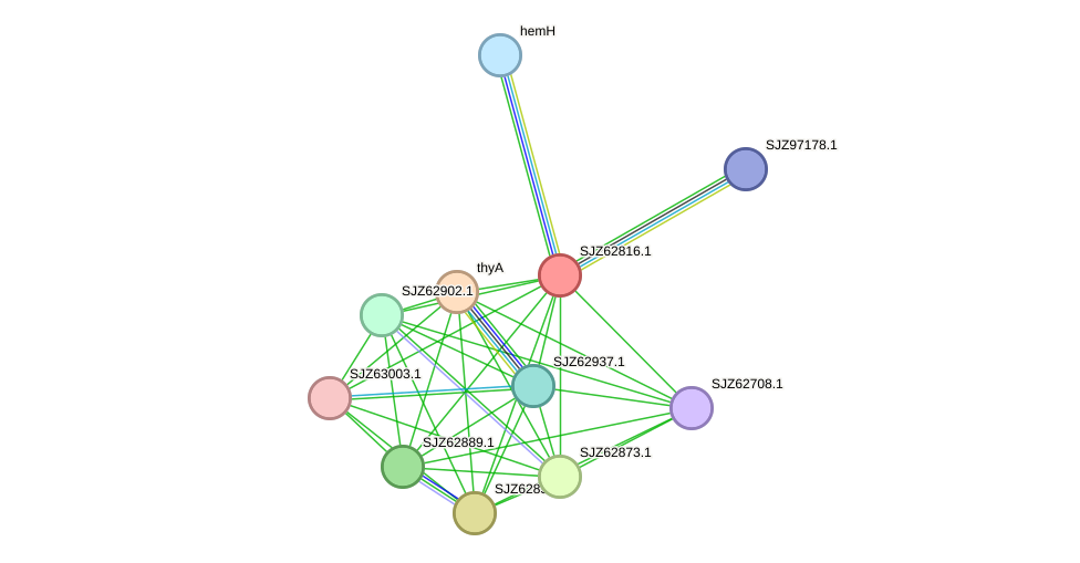 STRING protein interaction network