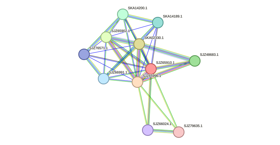 STRING protein interaction network