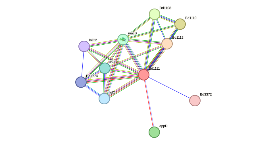 STRING protein interaction network