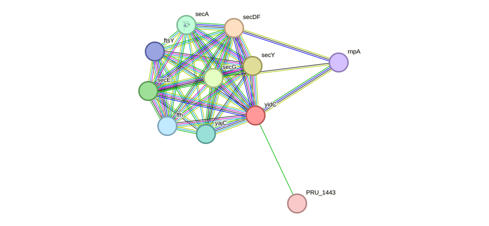 STRING protein interaction network