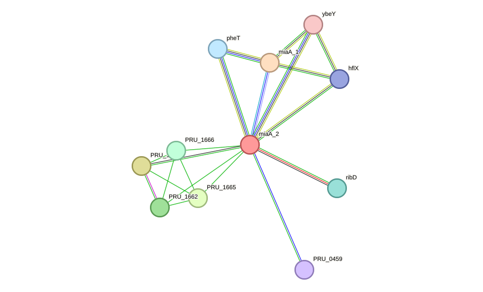 STRING protein interaction network