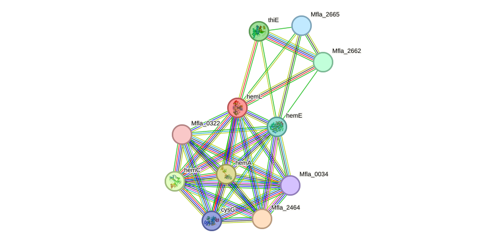 STRING protein interaction network