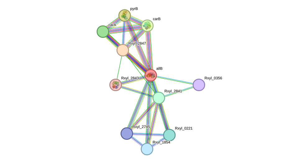 STRING protein interaction network