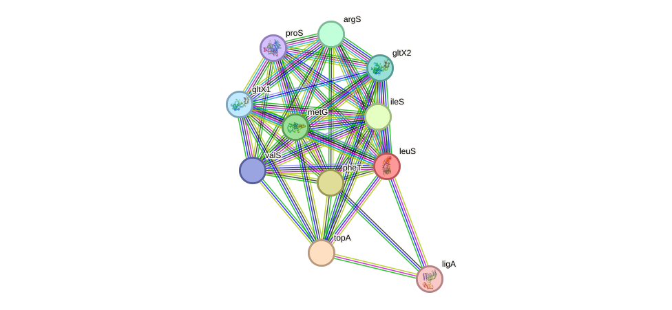 STRING protein interaction network