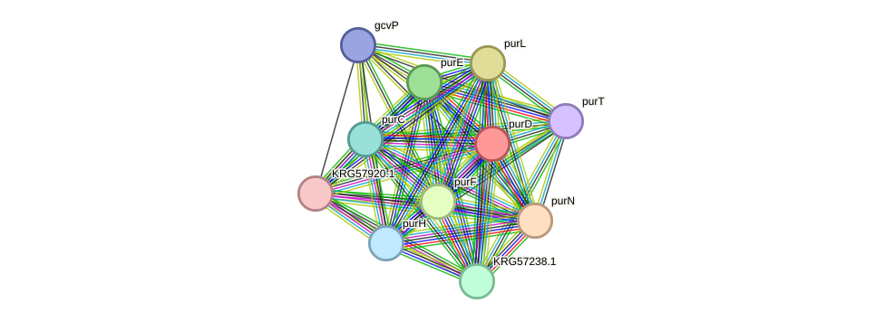 STRING protein interaction network