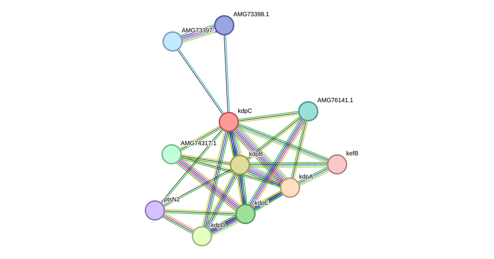 STRING protein interaction network