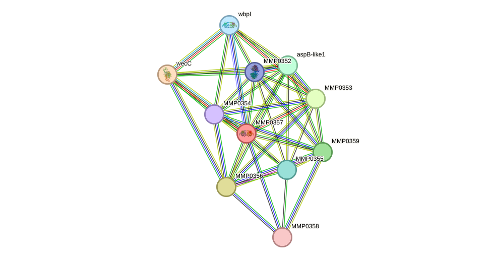 STRING protein interaction network