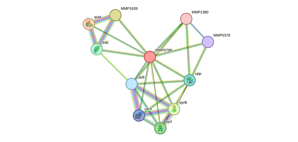 STRING protein interaction network