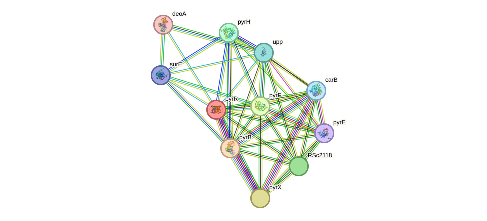 STRING protein interaction network