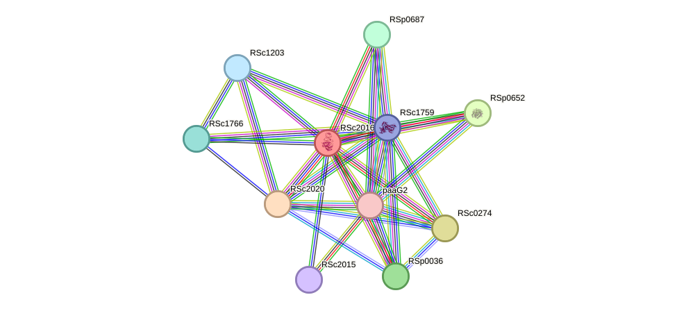 STRING protein interaction network