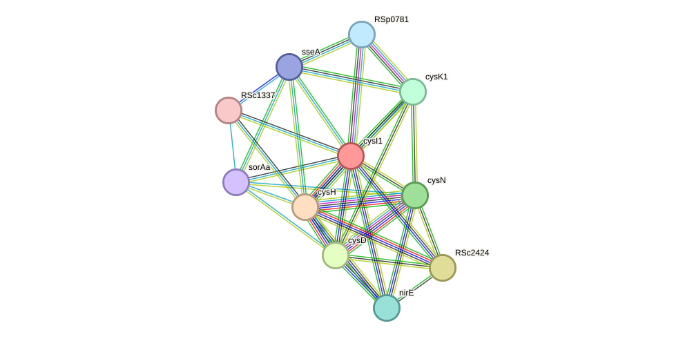 STRING protein interaction network