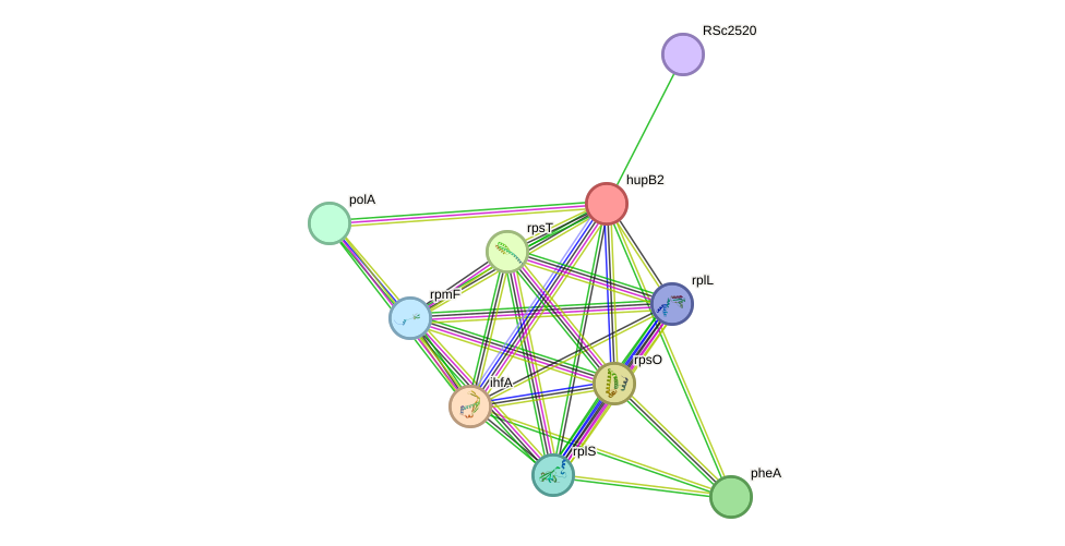 STRING protein interaction network