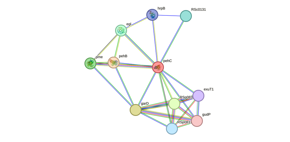 STRING protein interaction network