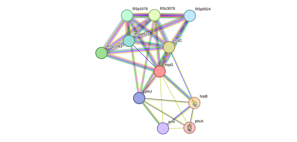 STRING protein interaction network