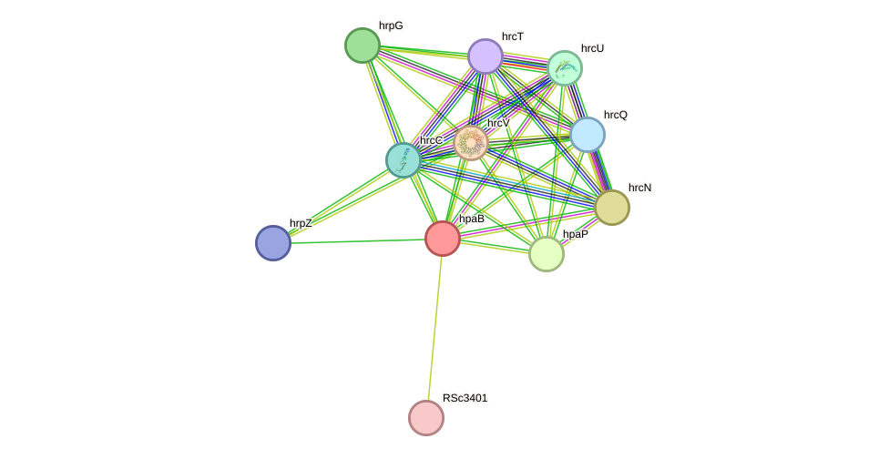 STRING protein interaction network