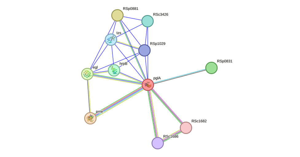 STRING protein interaction network